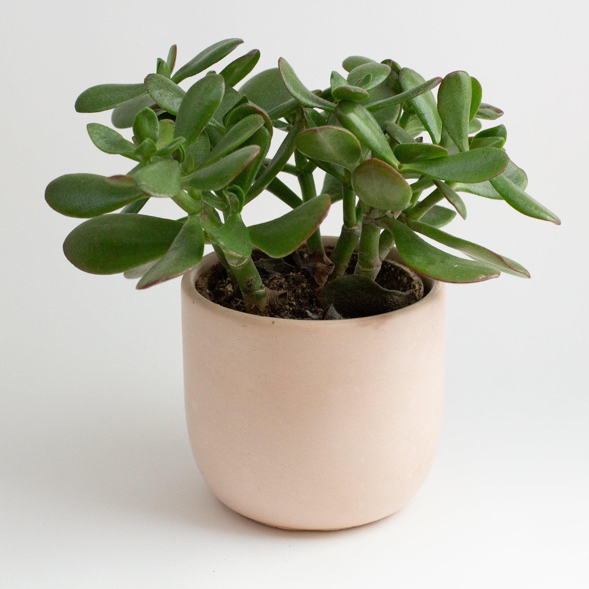 4" Tulip Silicone Planter Mold - Modern Craft Labs